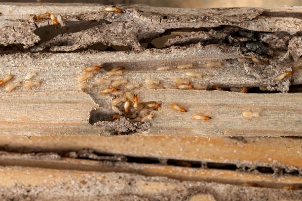 Best Residential Pest Control  in Isanti, MN